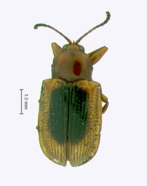   Prosopodonta habitus  